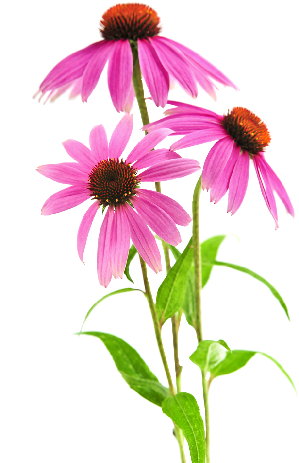 echinacea ()