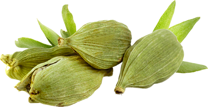 cardamomo (Elettaria cardamomum)