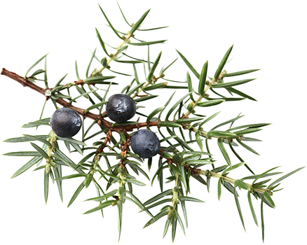 ginepro (Juniperus communis)