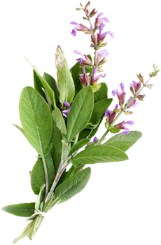 salvia (Salvia officinalis)