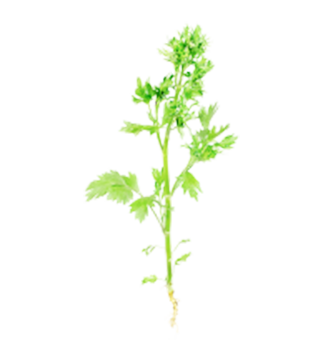 anice (Pimpinella anisum)