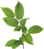 betulla (Betula pendula/Betula pubescens)