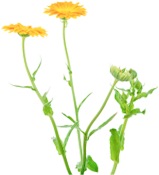 calendula (Calendula officinalis)