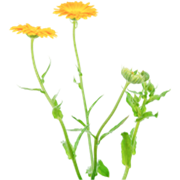 calendula