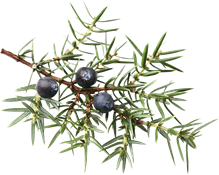 ginepro (Juniperus communis)