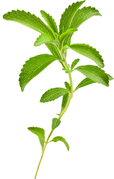stevia (Stevia rebaudiana)